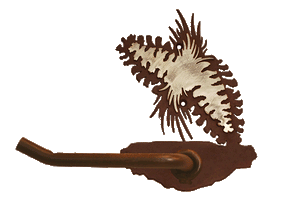 BA-8151 - Pine Cone Tissue Holder Burnished